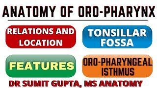 OROPHARYNX  ANATOMY  LOCATION  TONSILLAR FOSSA [upl. by Stauffer269]