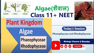 Phaeophyceae and Rhodophyceae ALGAE NCERT BIOLOGY NEET BOARD [upl. by Cardwell]