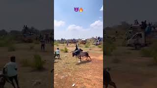 Morattu kaalai🔥😈⚡subscribe ❣️jallikattu videosvideoshort photography owncontent [upl. by Miriam314]