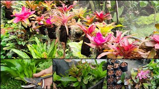 BROMELIADS PROPAGATION 🌿 BILIS MAGPADAMI 😮😮 [upl. by Htepsle24]