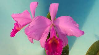 Cattleya trianae f rubra ‘Canaimas Velvet’ orchid [upl. by Draner]