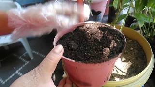 How to Apply Vermicast to Plants in Container [upl. by Ahsla]