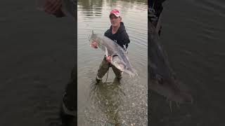 PescaAlloStorione PassionePescabigfish sturgeon ￼￼fisching Shorts Viral ￼ [upl. by Haidej]