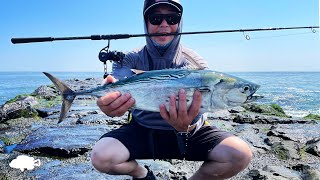 Albies are in Town  False Albacore amp Spanish Mackerel  Jetty Fishing NJ [upl. by Stoughton]