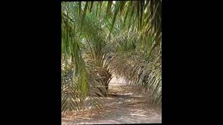 Palm Varieties Series Oil Palm Elaeis guineensis [upl. by Nyrat]