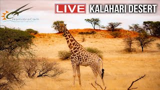 Namibia Live stream in the Kalahari Desert Namibia [upl. by Vala]