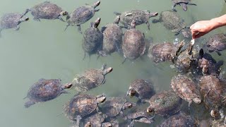 Turtle beach boat trip from dalyan  mud bath in dalyan and Koycegiz Lake dalyan turkey [upl. by Anilef]