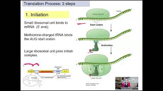 Gene Expression Translation [upl. by Girand703]