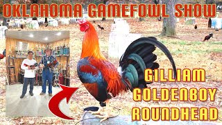 Gilliam Gamefarm Goldenboy RoundheadPart 2 [upl. by Donalt]