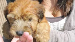 Waldo the Wheaten Terrier [upl. by Schwinn]