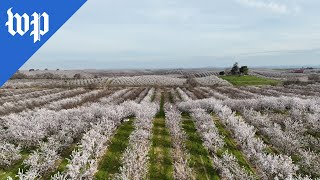 Californias almond trees are in bloom despite chilly weather [upl. by Hamehseer667]