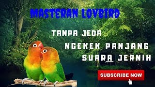 lovbird pasti langsung nyauh Masteran Lovebird Ngekek Panjang Suara Jernih Tanpa Jeda [upl. by Anividul]