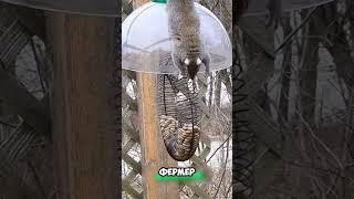 Хитрая белкаворишка 🐿️ животные милыеживотные [upl. by Urdna]