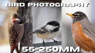 Canon M50 Bird Photography  55250mm STM Lens [upl. by Harlan629]