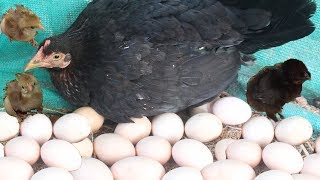 Hen eggs harvesting to chicks  country eggs to new quotBORNquot murgi birds smallest [upl. by Nyrrat]