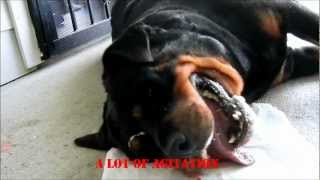 Rottweiler epileptic seizure [upl. by Namialus]