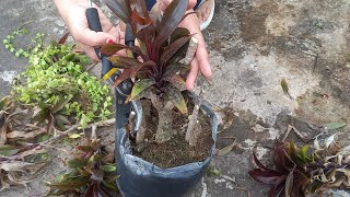 How do I take care of my cordyline plantcordylineplantsminigarden [upl. by Sapphira]