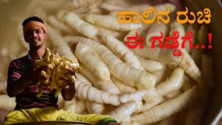 koove hudi  Arrowroot powder  How to make arrowroot powder  ಕೂವೆ ಹುಡಿ  koova powder  koove hudi [upl. by Neibaf]