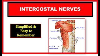 Intercostal nerves  Typical and Atypical intercostal nerves  Thorax anatomy [upl. by Narot121]