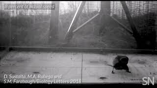 See how a hunting shrike shakes a mouse for its meal  Science News [upl. by Nodanrb58]