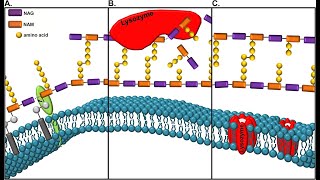 Salivary Glands Part 4 Functions of Lysozyme and Salivary Lactoperoxidase [upl. by Eiresed690]