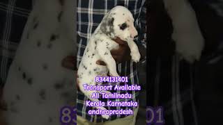 Dalmatian puppy sale in Tamilnadu Kerala Karnataka mysore Bangalore palakkad Thrissur ernakulam ooty [upl. by Alolomo]