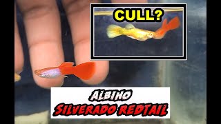 Beautiful gold guppy cull from silverado redtail guppy guppybreeder guppyfish guppybreeding [upl. by Melisse953]