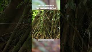 Rainforest Wonders Tree Roots into Walls [upl. by Kyd]