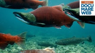 Documentario Jacques Cousteau  Lodissea del salmone rosso  La grande avventura del mare [upl. by Cherye870]