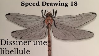 TUTO  DESSINER UNE LIBELLULE [upl. by Dorr]