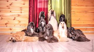 speed How to make a photo of 8 afghan hounds [upl. by Odab404]