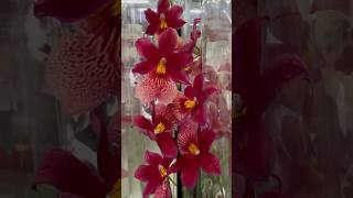 💙💛Beautiful Miltonia Cymbidium Oncidium Odontoglossum💚🤩exotic orchids Епіцентр на Григоренка 40 [upl. by Ariadne]