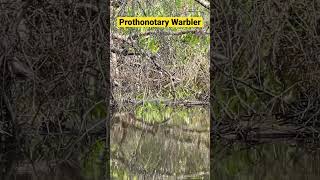 Prothonotary Warbler Singing  Sound Up nature birds warblers fishing bass shorts [upl. by Lerrad]