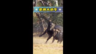 非洲水牛就是無敵的存在 神奇動物在抖音 野生動物零距離 動物世界 抖音動物圖鑑 [upl. by Eirollam95]