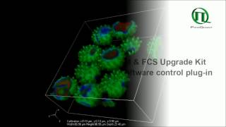 3D FLIM zstack of Daisy pollen [upl. by Vergne277]