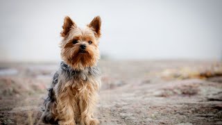 Fun Playtime Activities for Soft Coated Wheaten Terriers [upl. by Jamille]