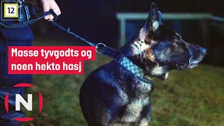 Politihunden Chanel hjelper til under en ransaking i et bolighus  Politihundene  TVNorge [upl. by Anhoj673]