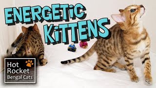 Bengal cats  Playful kittens 9 months old amp full of energy [upl. by Haela282]