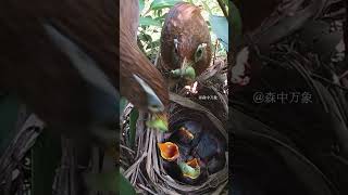 This time the chicks finally got enough to eat  雏鸟们这次总算吃饱了 birds nature birdsounds [upl. by Salzhauer547]