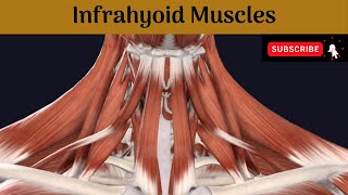 Anterior Neck Muscle Mnemonics Including Suprahyoid amp Infrahyoid Muscles [upl. by Sidman473]