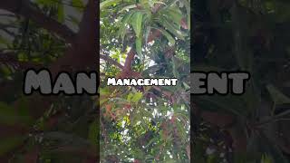 Dieback disease of mango trendingshorts viralshort [upl. by Adnaluoy859]