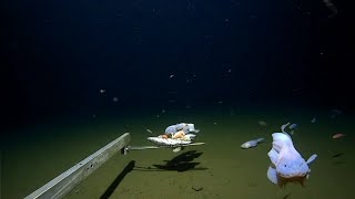 Scientists film deepest ever fish on seabed off Japan [upl. by Hole440]