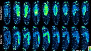 IsoView Longterm Time Lapse Recording of Drosophila Embryo Development [upl. by Namolos]