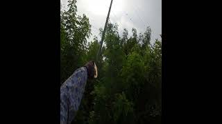 Slingshot Skills  បាញ់លលកតាមខ្សែភ្លេីង 911 shorts slingshot birdhunting [upl. by Aleak]