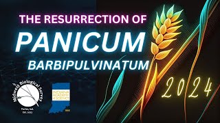 Resurrection of Panicum barbipulvinatum  2024 IAS Presentation [upl. by Mamoun]