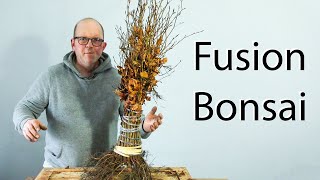 I used 26 trees to make 1 big tree  Fusion Bonsai Technique [upl. by Aihsekal]