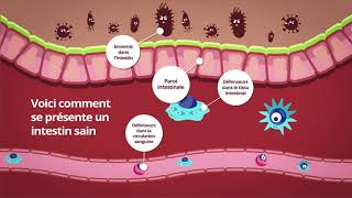 Fonctionnement du système immunitaire intestinal [upl. by Brott236]