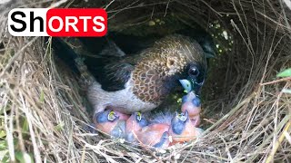 Parents Regurgitate Food for All 4 Chicks – Munia Birds Feeding Babies So Long Time [upl. by Elder]