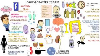 Campylobacter jejuni [upl. by Ayotal176]