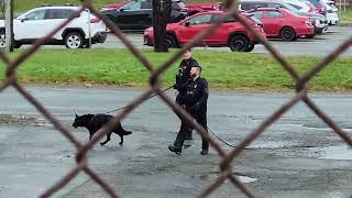 Royal Newfoundland Constabulary K9 Unit Searching for a Suspect [upl. by Ainattirb]